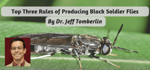 Top three rules for farming black soldier flies