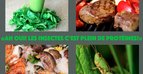insectes protéines