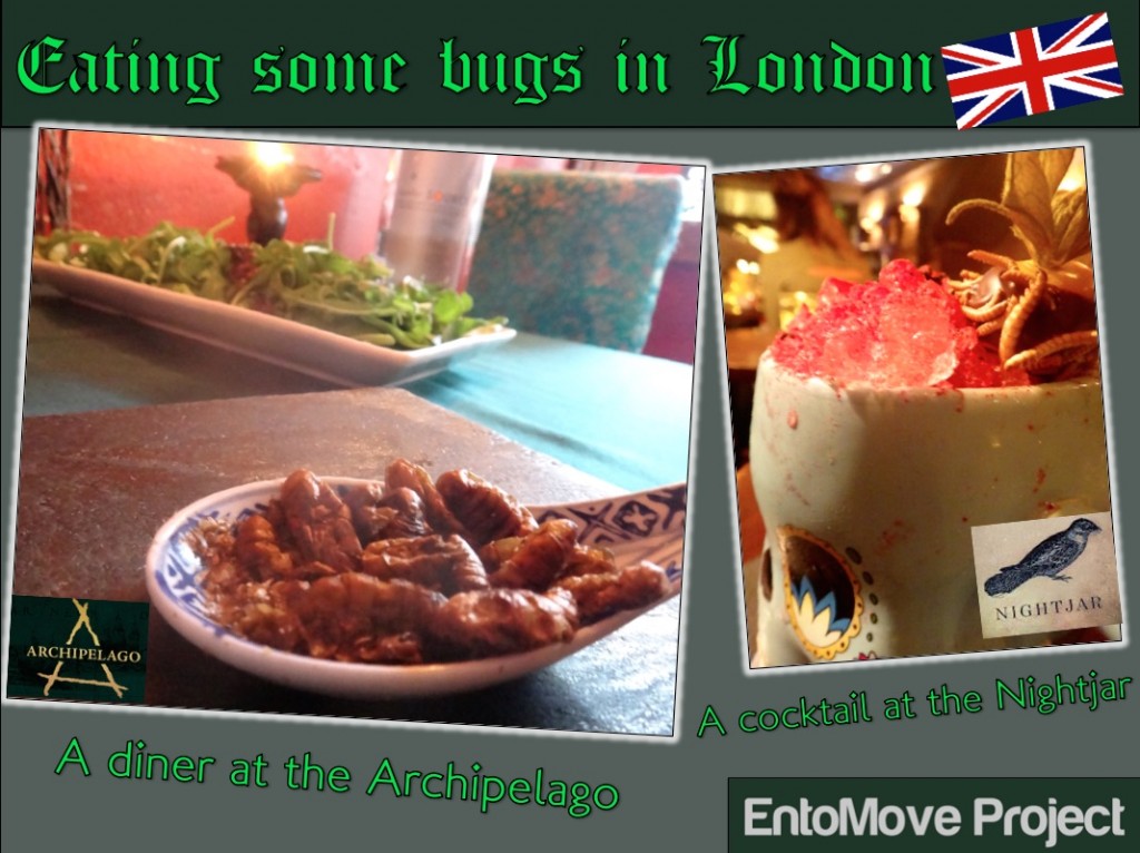 archipelago nightjar london review restaurant edible insects cricket mealworms entomophagy