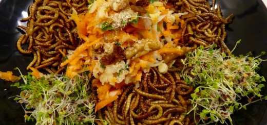 vers de farine cuisine insectes comestibles entomophagie 1