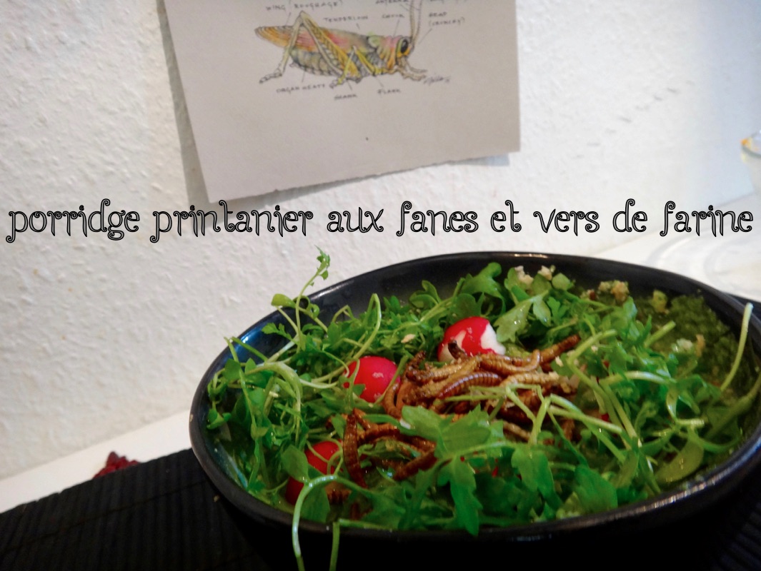 vers de farine porridge recette entomophagie insectes comestibles cover- 1