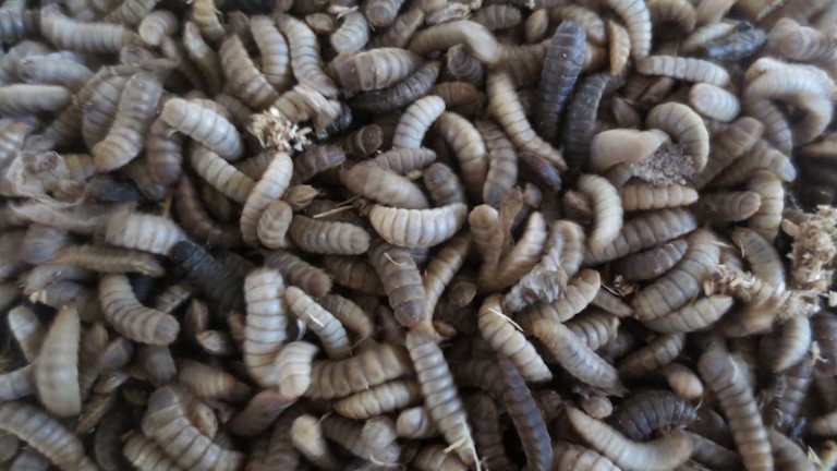 Interview : Pierre-Olivier Maquart insects breeder in Ghana