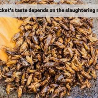 Crickets taste killing processing entomophagy cricket powder