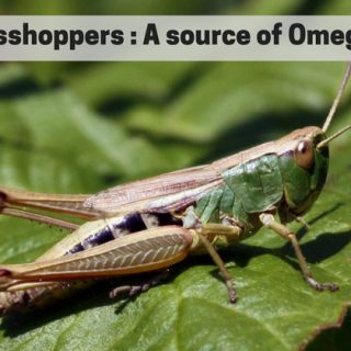 Grasshoppers omega 3