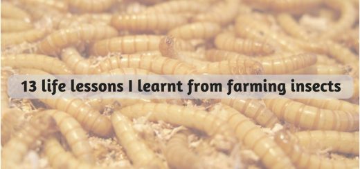 Farming insects lessons learning