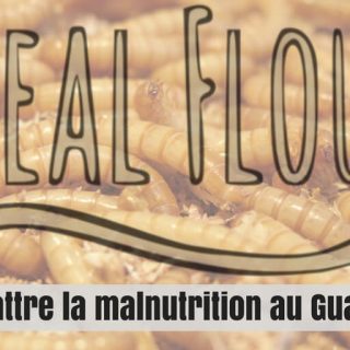 élevage d'insectes malnutrition mealflour