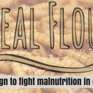 insect farming mealworm farming entomophagy