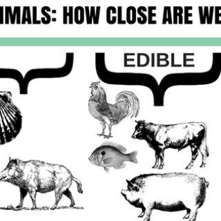 eating animals food entomophagy crickets edible insects blog