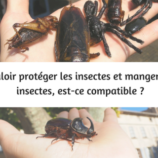 manger des insectes protéger insectes