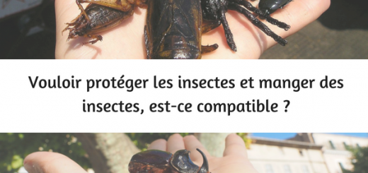 manger des insectes protéger insectes