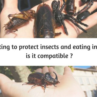 protect insects eating insects