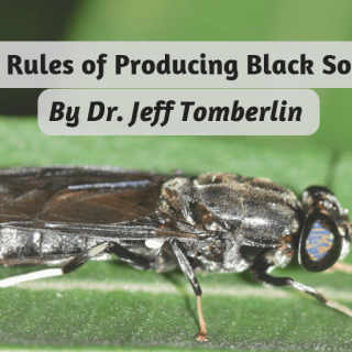 Top three rules for farming black soldier flies